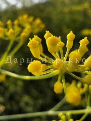 Дары марокко